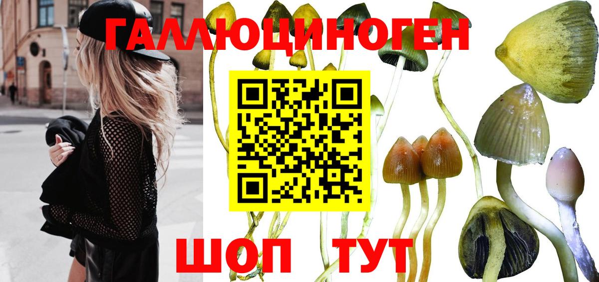 Псилоцибиновые грибы GOLDEN TEACHER  Вход с VPN  Псилоцибиновые грибы прущие грибы  Кушва 